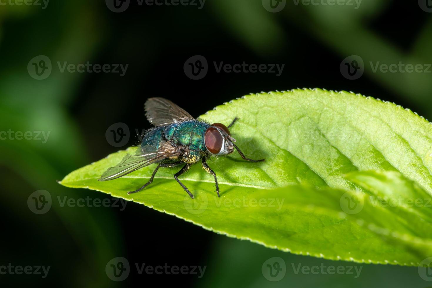 Detail einer Schmeißfliege, die auf einem Blatt vor einem grünen Hintergrund sitzt foto