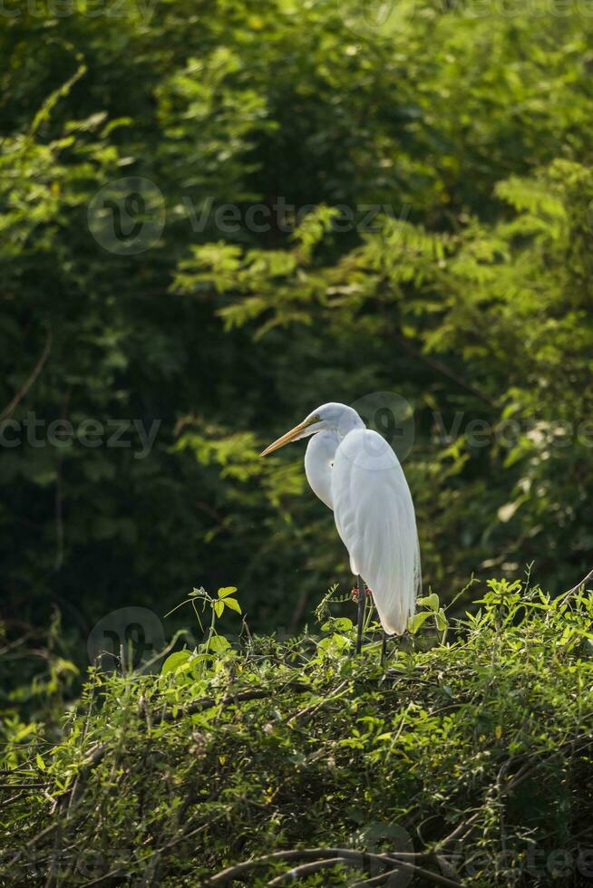 großartig Weiß Reiher im Wald Umfeld, Pantanal, Brasilien foto