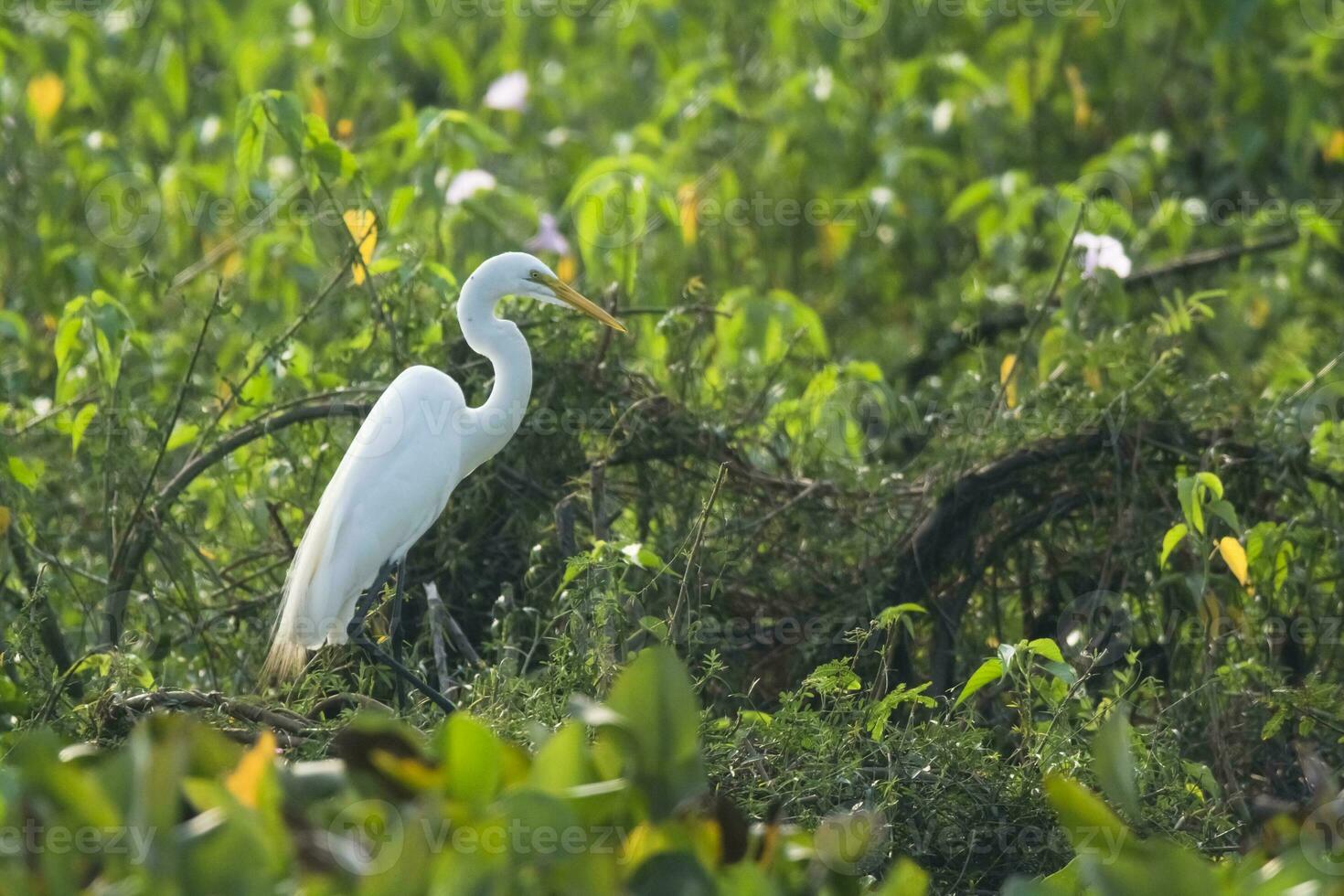 großartig Weiß Reiher im Wald Umfeld, Pantanal, Brasilien foto