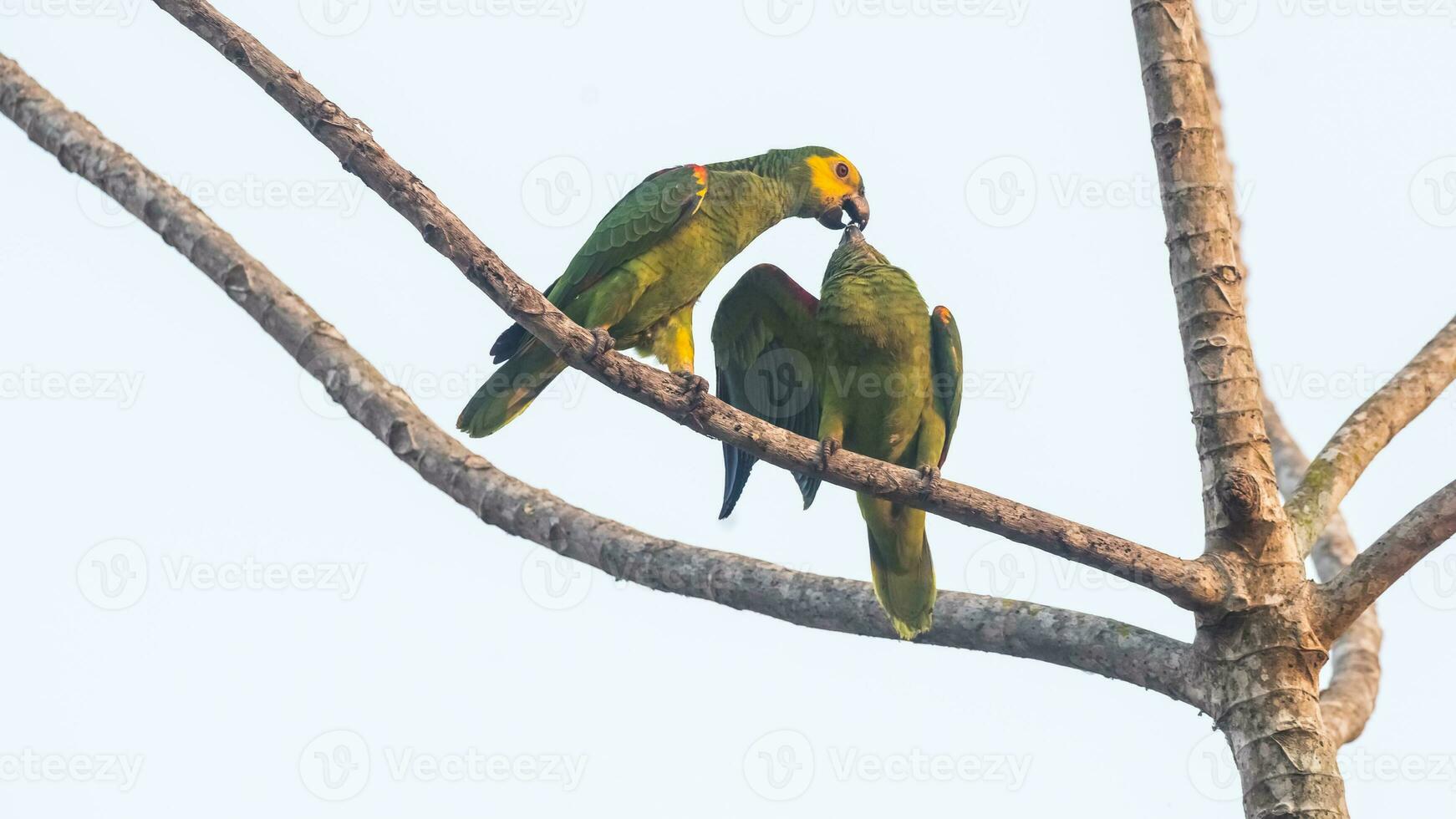 Türkis fronted Amazonas, Panpanal, Brasilien foto