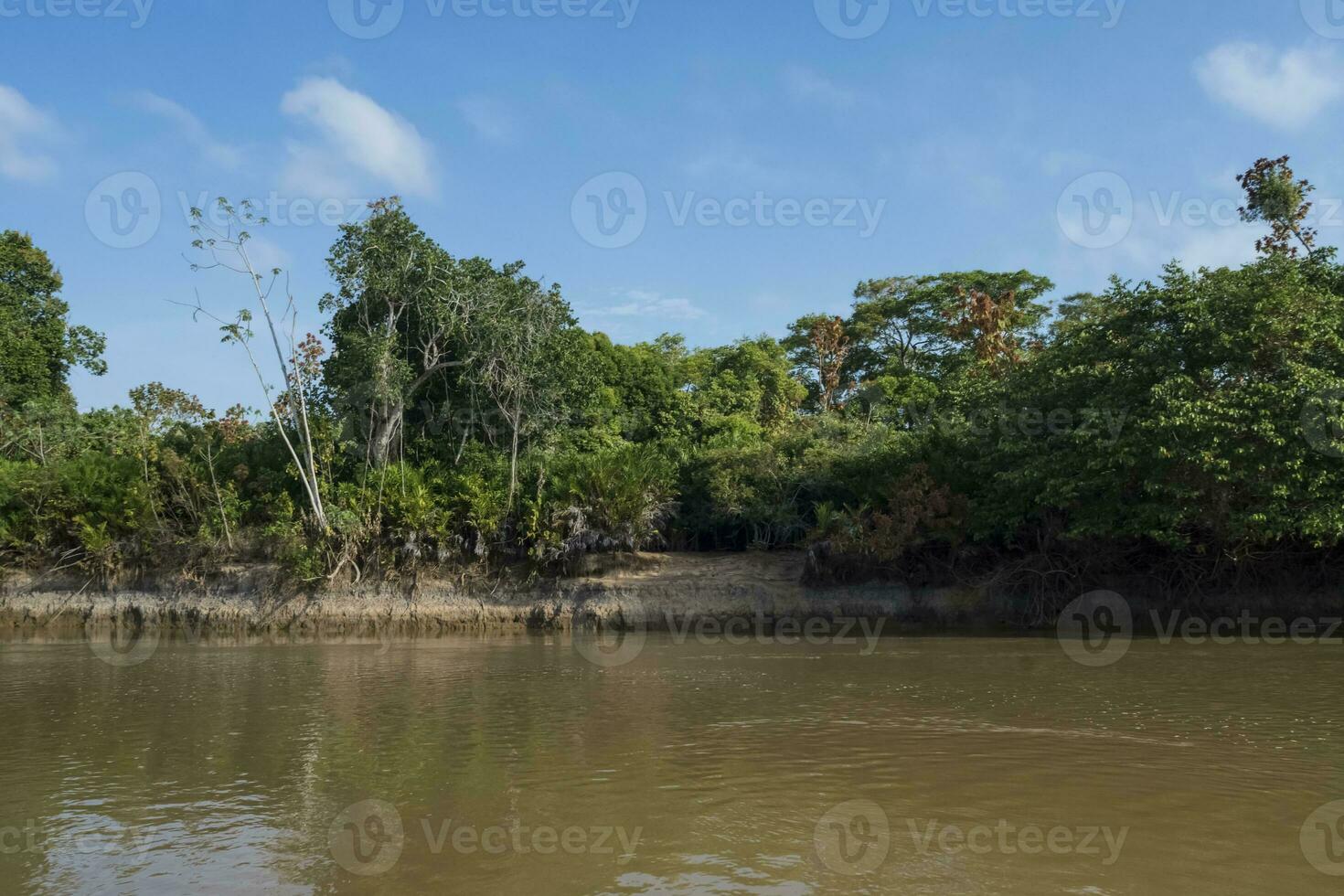 Amazonas Urwald zu Fluss Banken, Brasilien foto