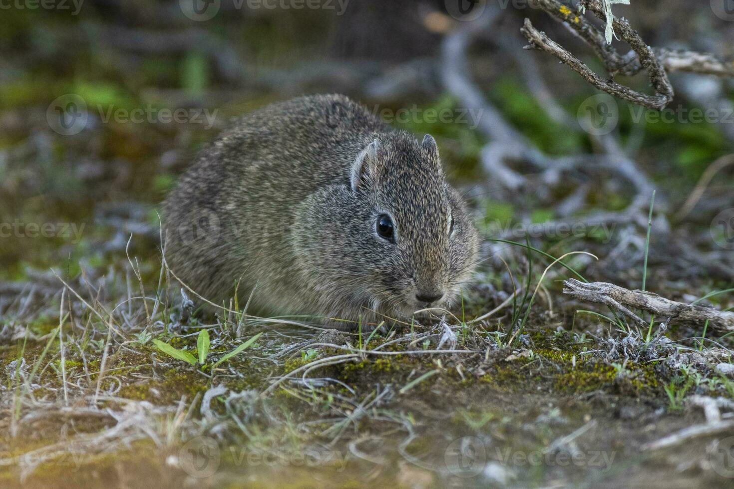 Wüste Cavi, lihue Calel National Park, la Pampa Provinz, Patagonien , Argentinien foto