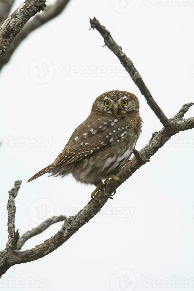 eisenhaltig Pygmäe Eule, Glaucidium Brasilianum, calden Wald, la Pampa Provinz, Patagonien, Argentinien. foto