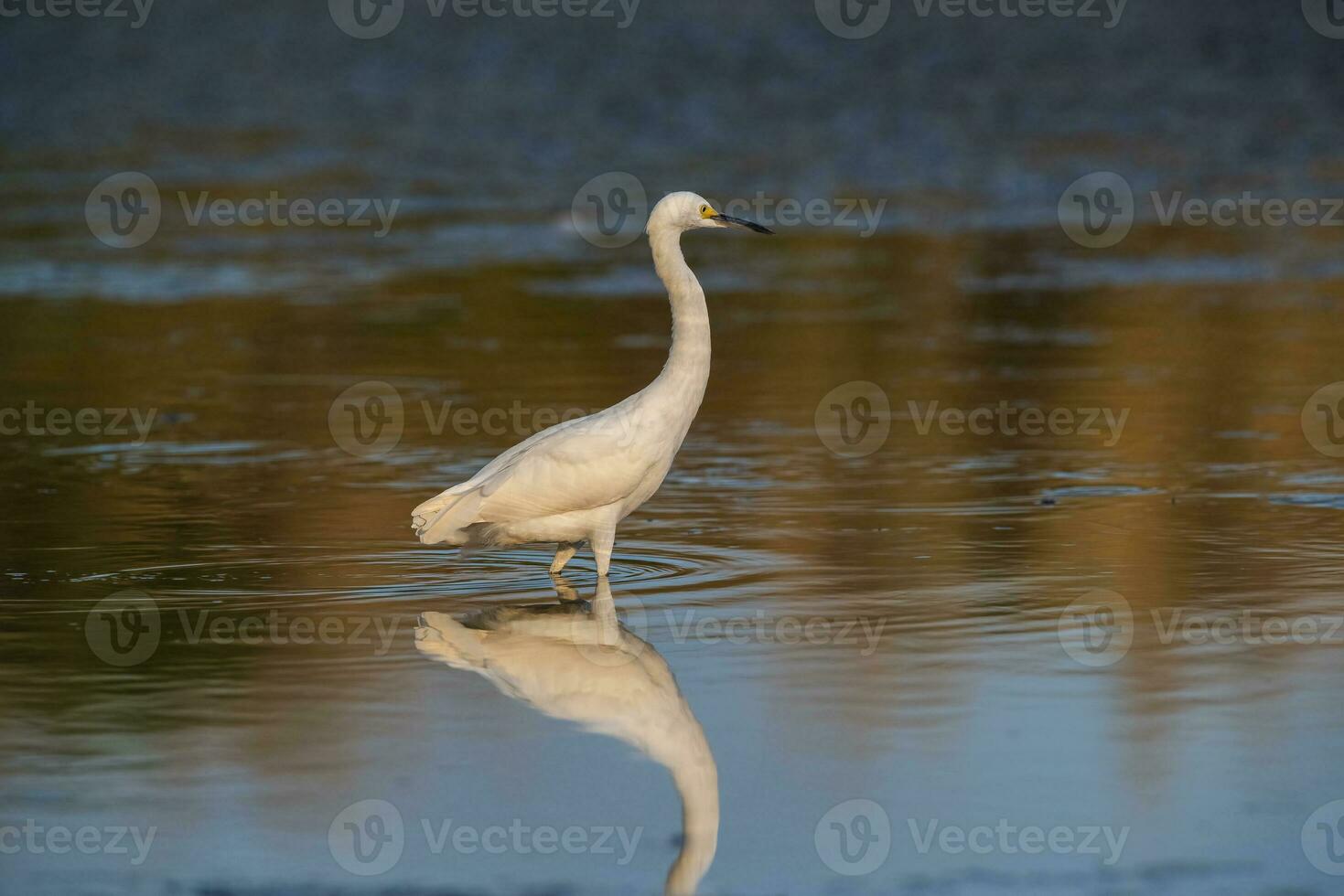 schneebedeckt Reiher, Egretta Thula , gehockt, la Pampa Provinz, Patagonien, Argentinien. foto