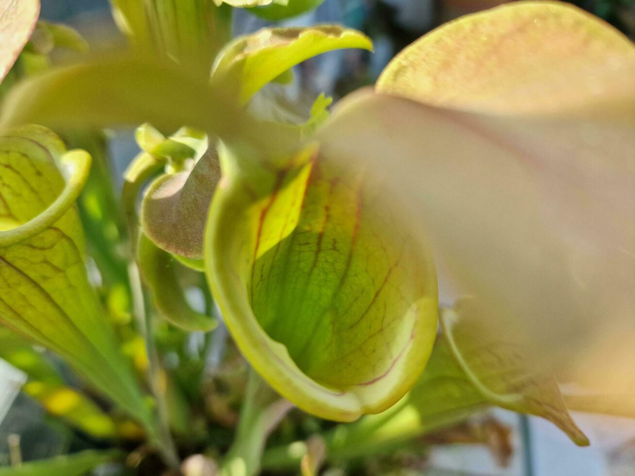 tolle Frühling Farben im Blumen, Besuch zu das botanisch Garten foto