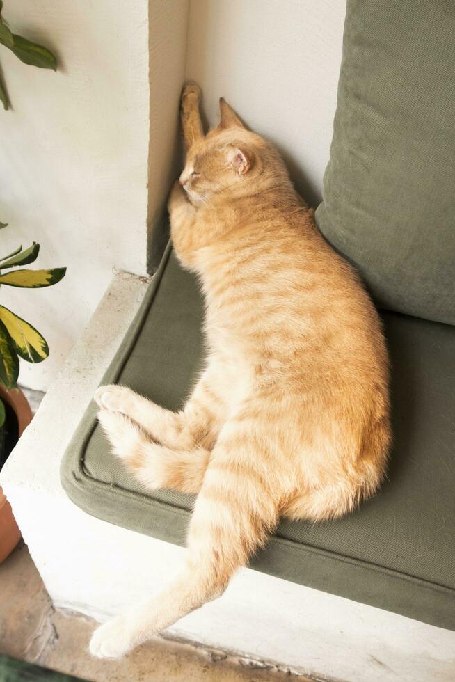 Gelb Ingwer Katze Schlafen auf das Sofacouch von das Cafe, Katze entspannend auf das c foto