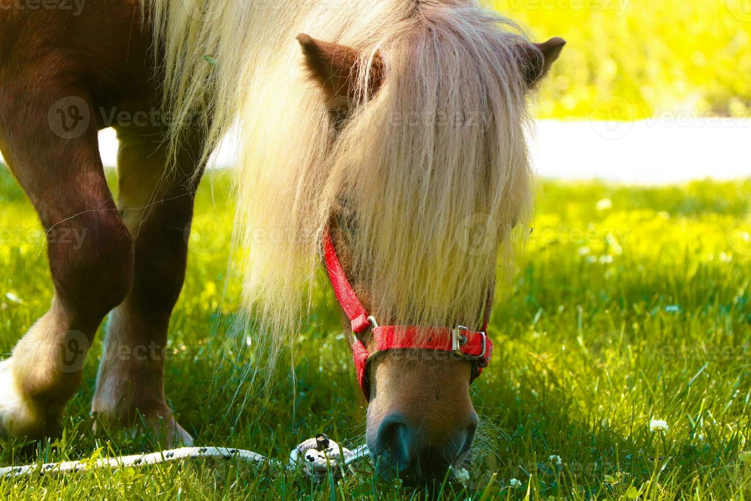 wenig Palomino Pony Pferd mit Weiß Mähne weidet auf das Rasen und isst Grün Gras beim Sonnenuntergang foto