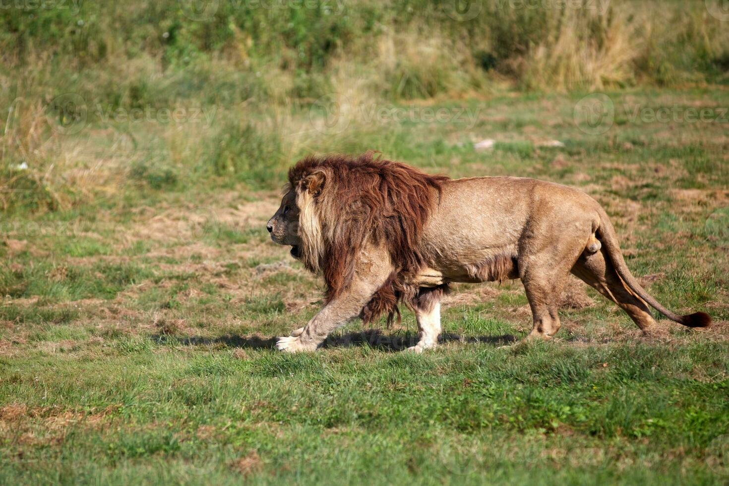 Löwe, der in die Savanne geht foto