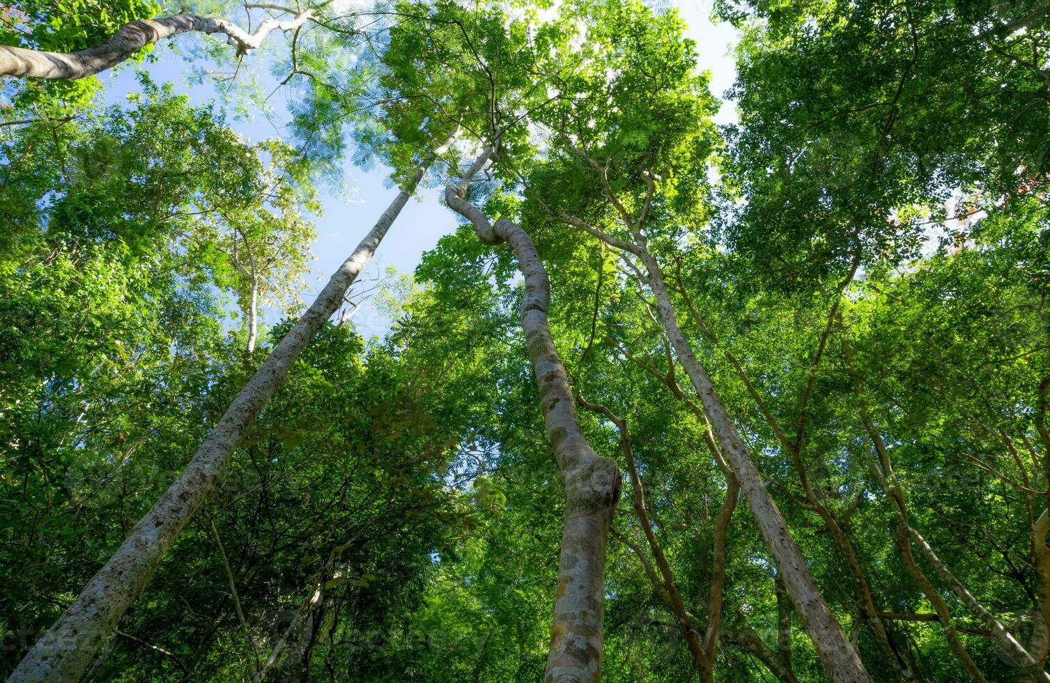 Unterseite Aussicht von Baum Kofferraum zu Grün Blätter von Baum im tropisch Wald mit Sonnenlicht. frisch Umgebung im Park. Wald Baum auf sonnig Tag. Pflanze Bäume zum Verkauf Kohlenstoff Kredit. natürlich Kohlenstoff ergreifen. foto