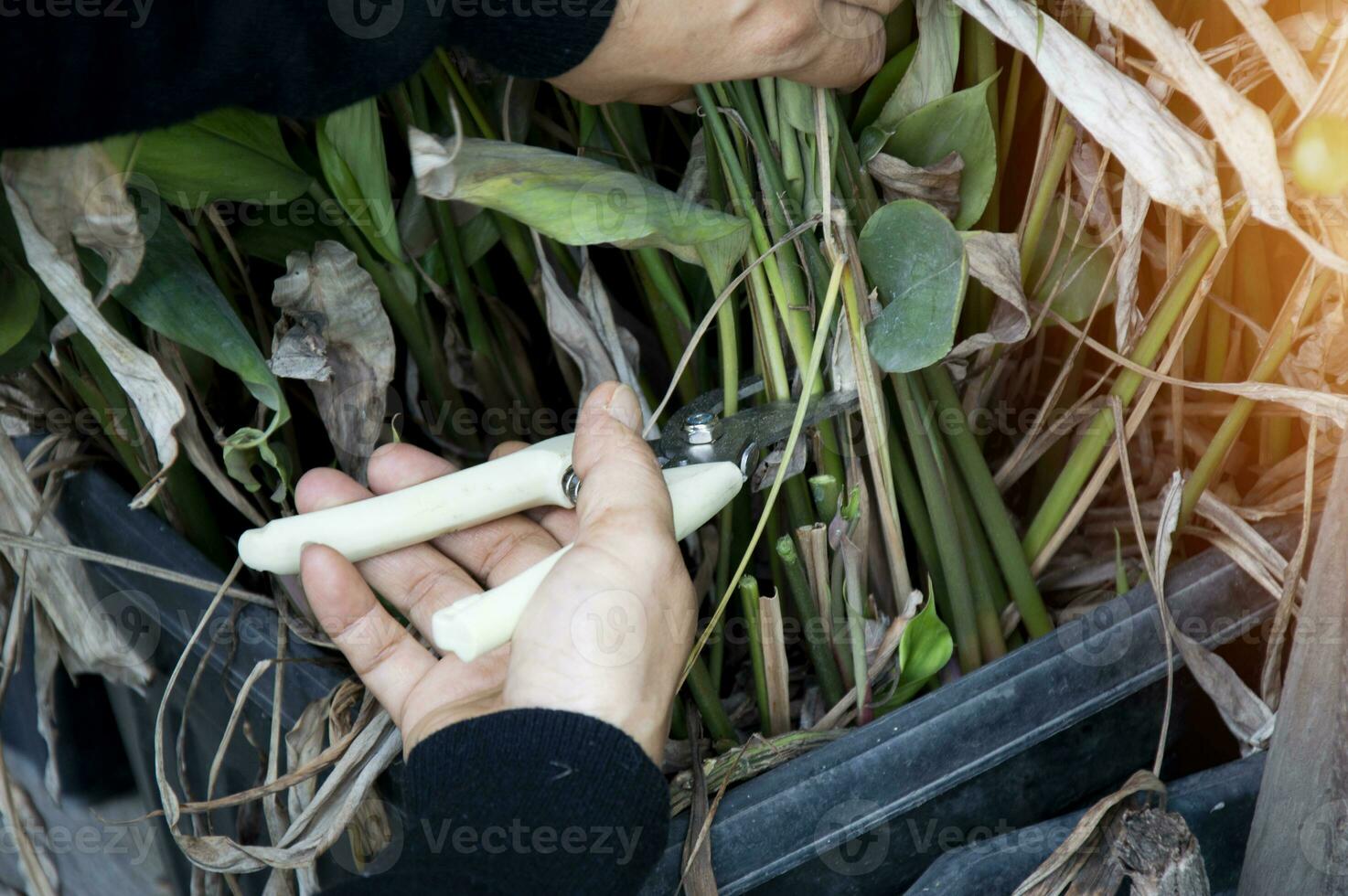 Bauern verwenden Beschneidung Schere zu trimmen das Spitzen und schießt von Pflanzen. foto