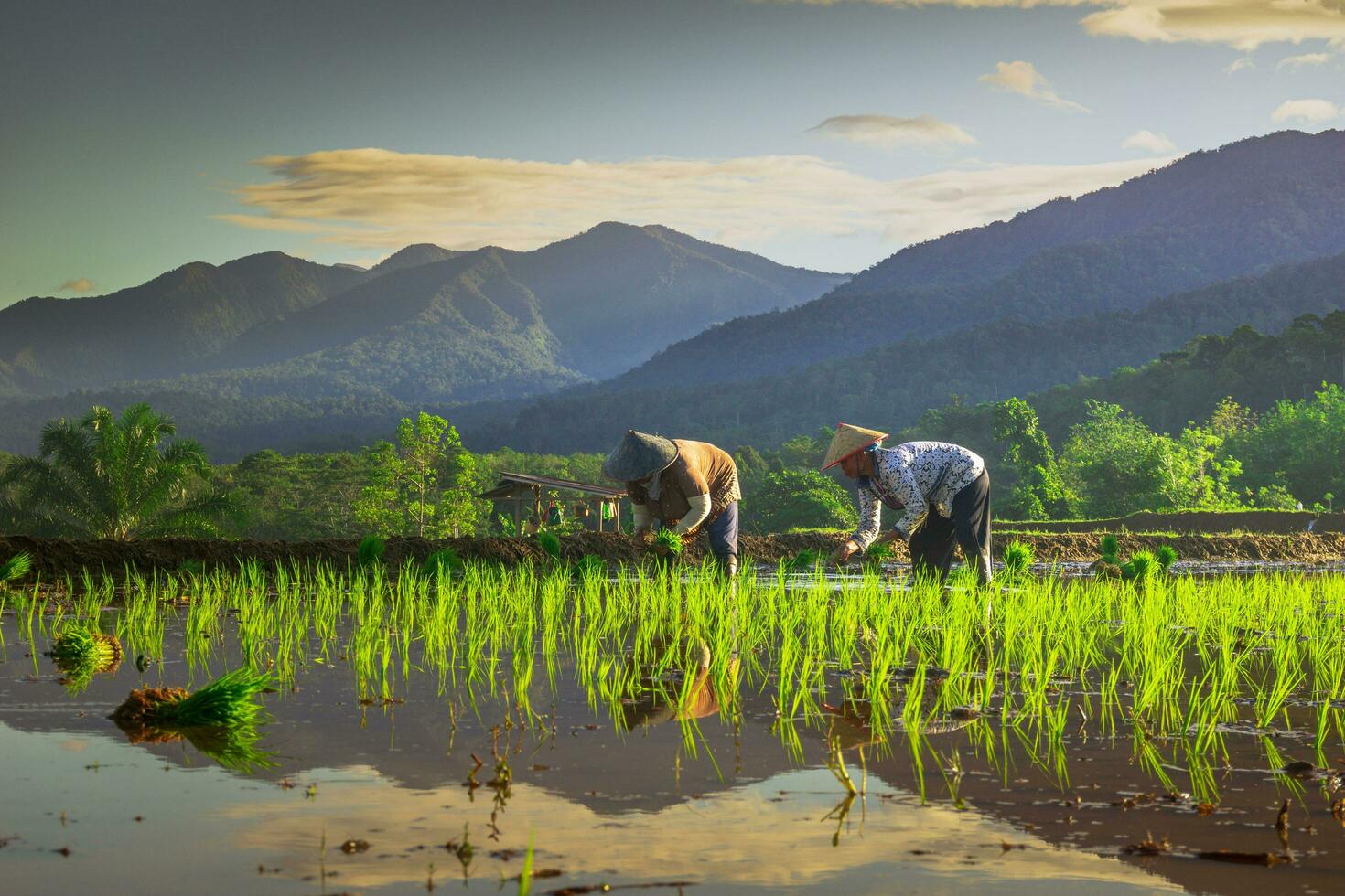 schöne Morgenansicht Indonesien Panoramalandschaft Reisfelder mit Schönheitsfarbe und natürlichem Himmelslicht foto