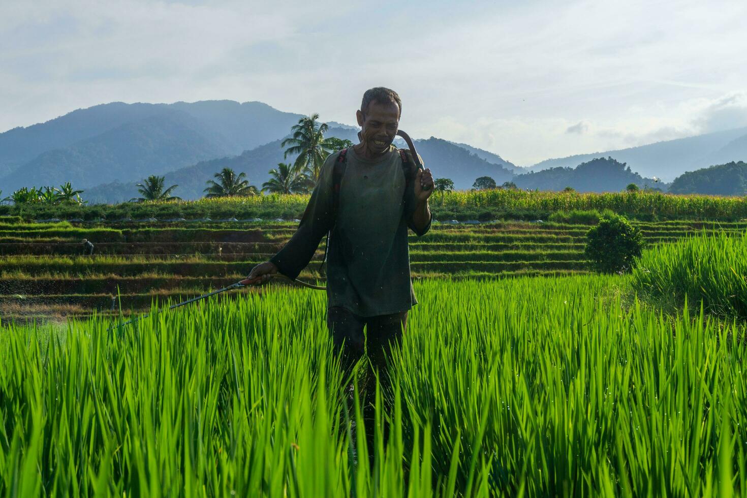 schöne Morgenansicht Indonesien Panoramalandschaft Reisfelder mit Schönheitsfarbe und natürlichem Himmelslicht foto