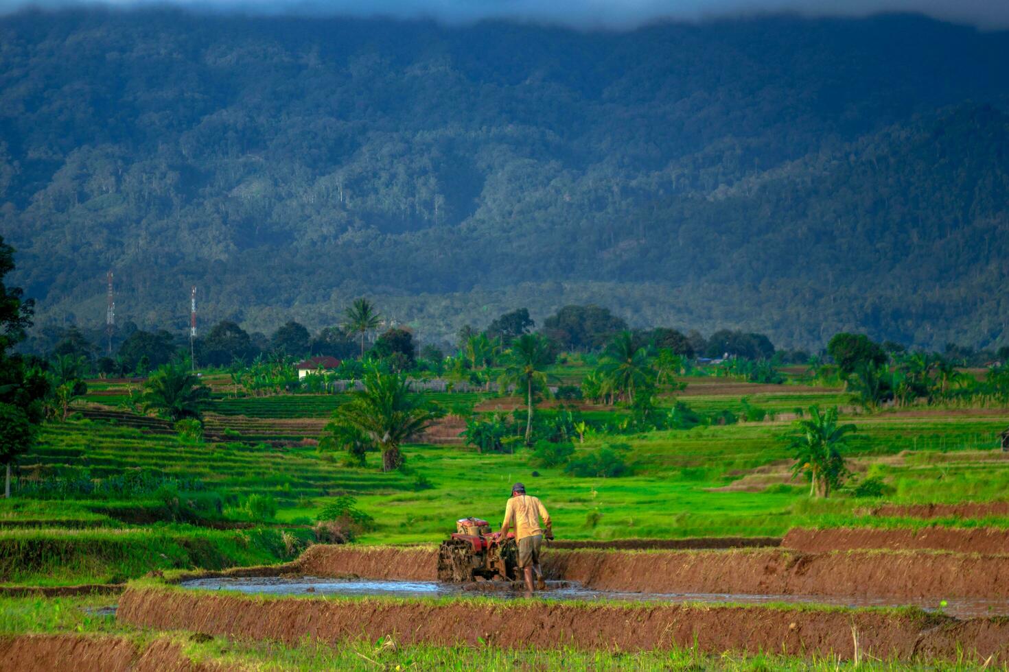 schöne Morgenansicht Indonesien Panoramalandschaft Reisfelder mit Schönheitsfarbe und natürlichem Himmelslicht foto