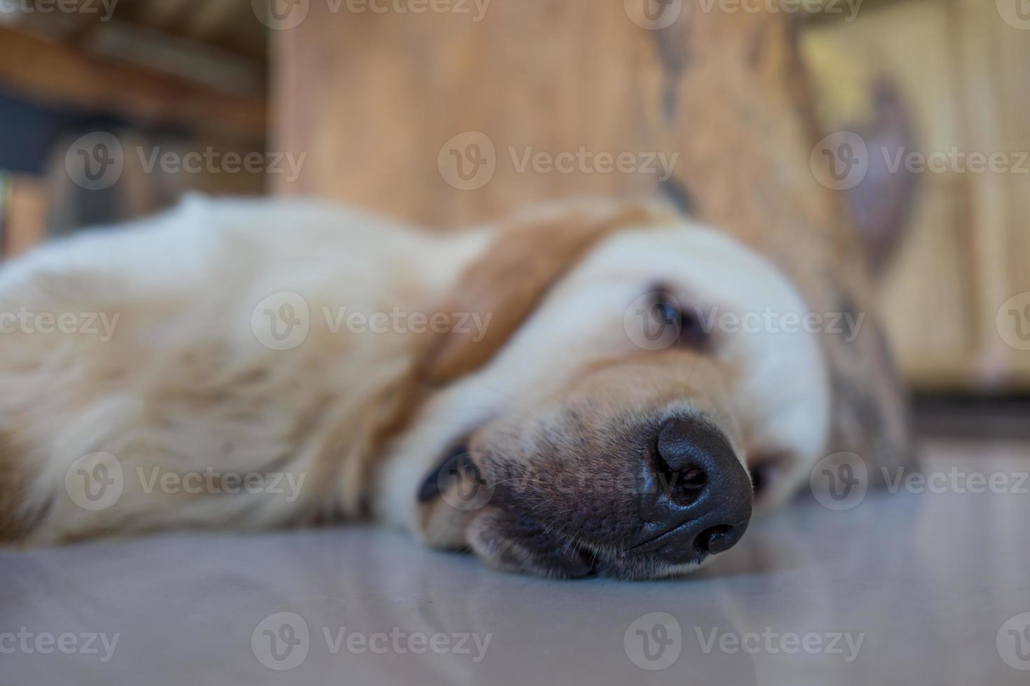 ein entspannter Hund in einem Café foto