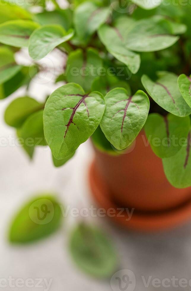 ein Topf mit frisch Sauerampfer Microgreens foto