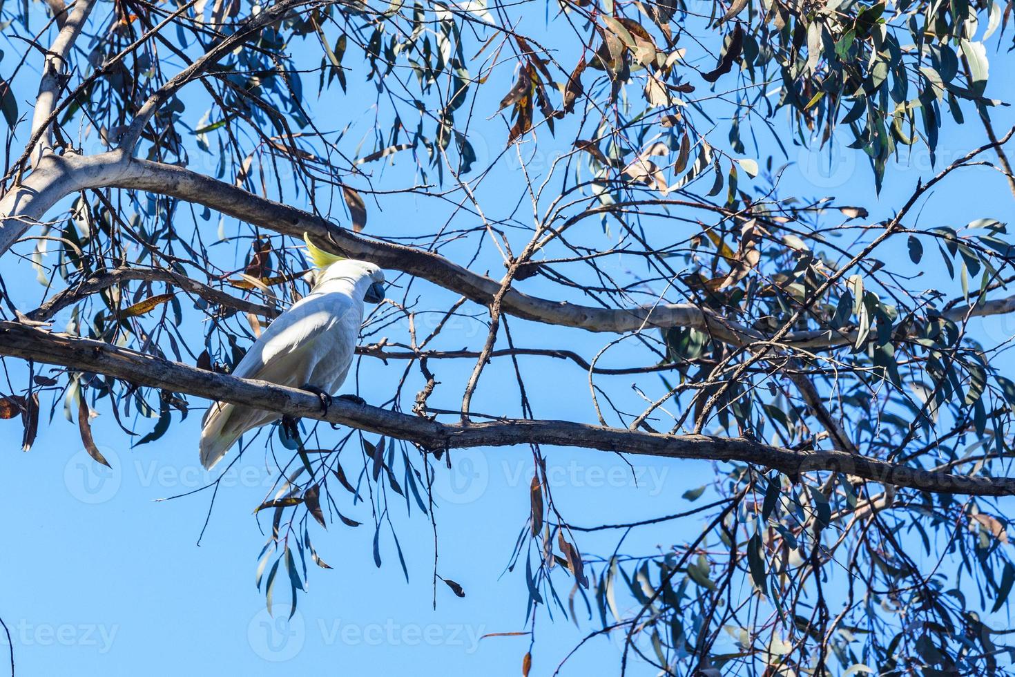 Schwefel Crested Cookatoo Katoomba New South Wales Australien foto