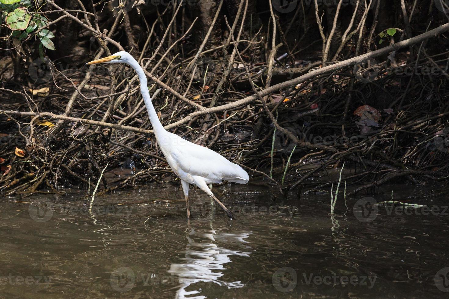 Silberreiher australasian ardea alba ssp. Modesta Daintree Queensland Australien foto