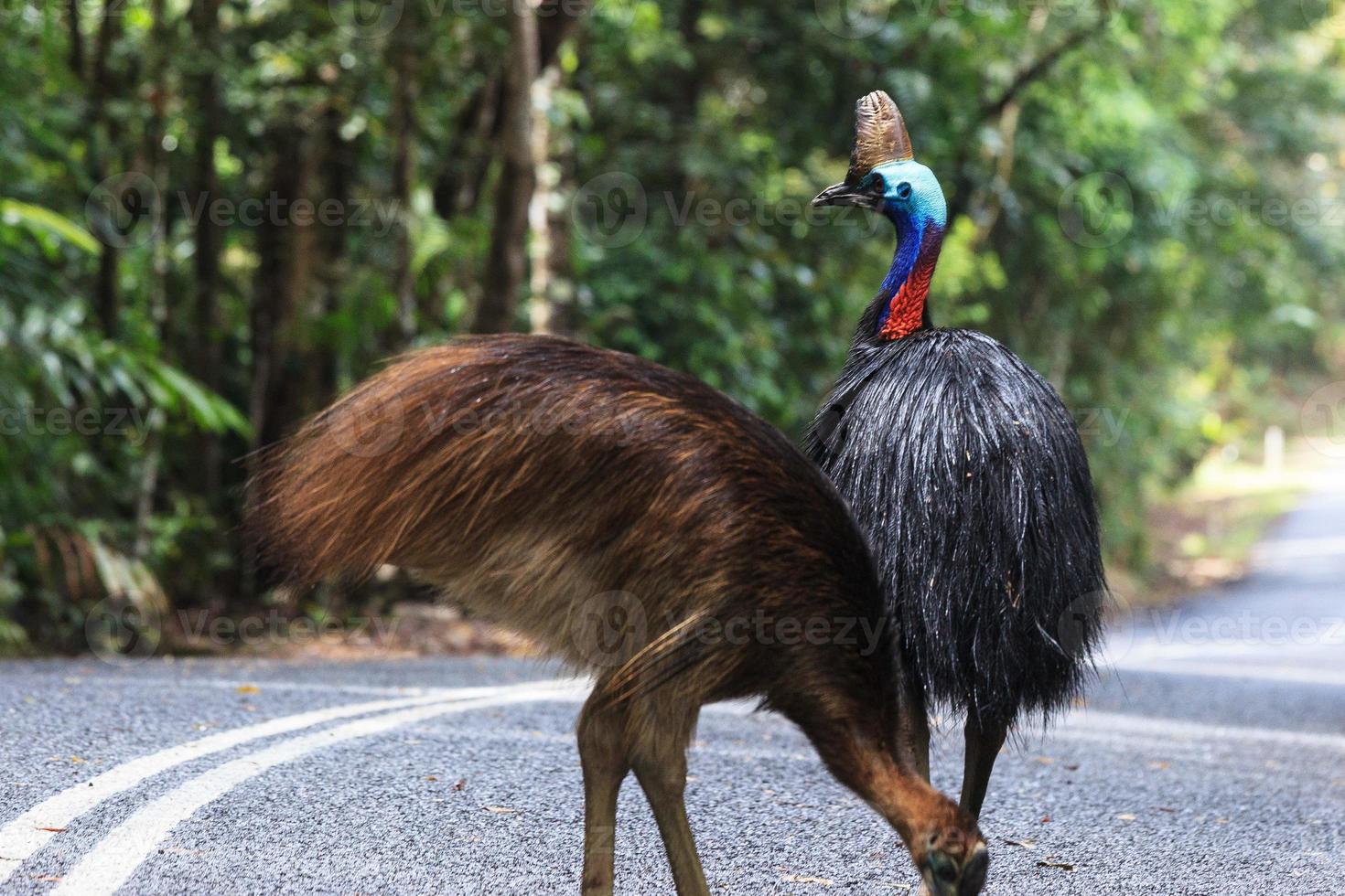 Südlicher Kasuar Casuarius Casuarius Cape Trübsal Queensland Australien foto