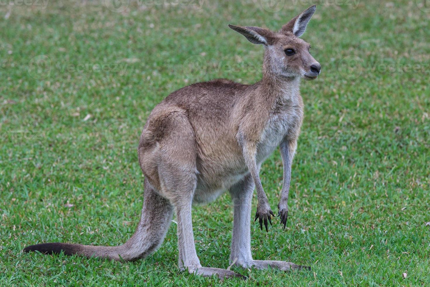 Eastern Grey Kangaroo Macropus Giganteus Sonnenschein Küste Universität Campus Queensland Australien foto