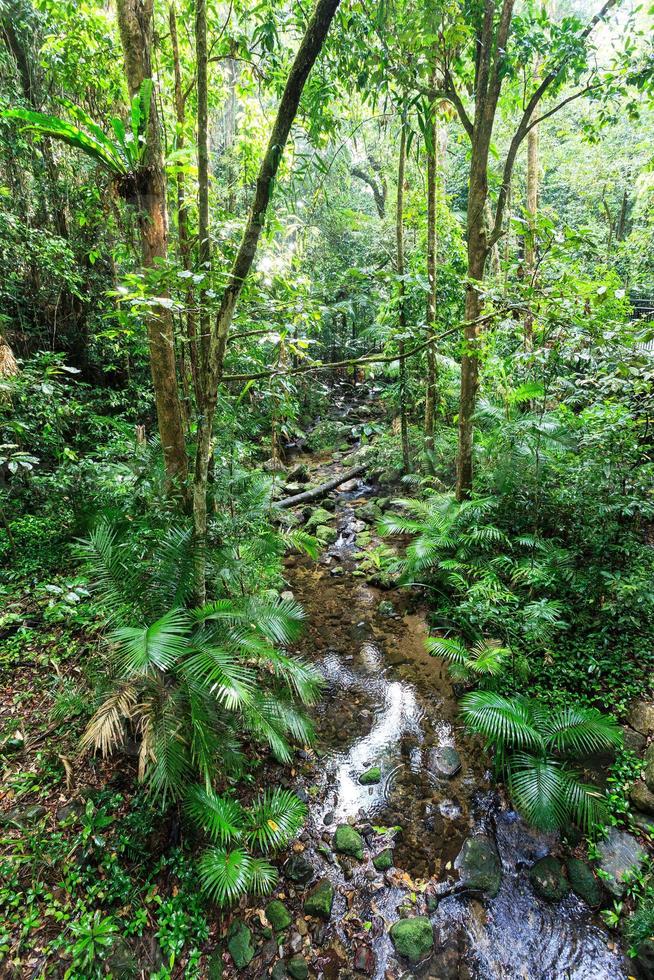 Mossman Gorge Queensland Australien foto