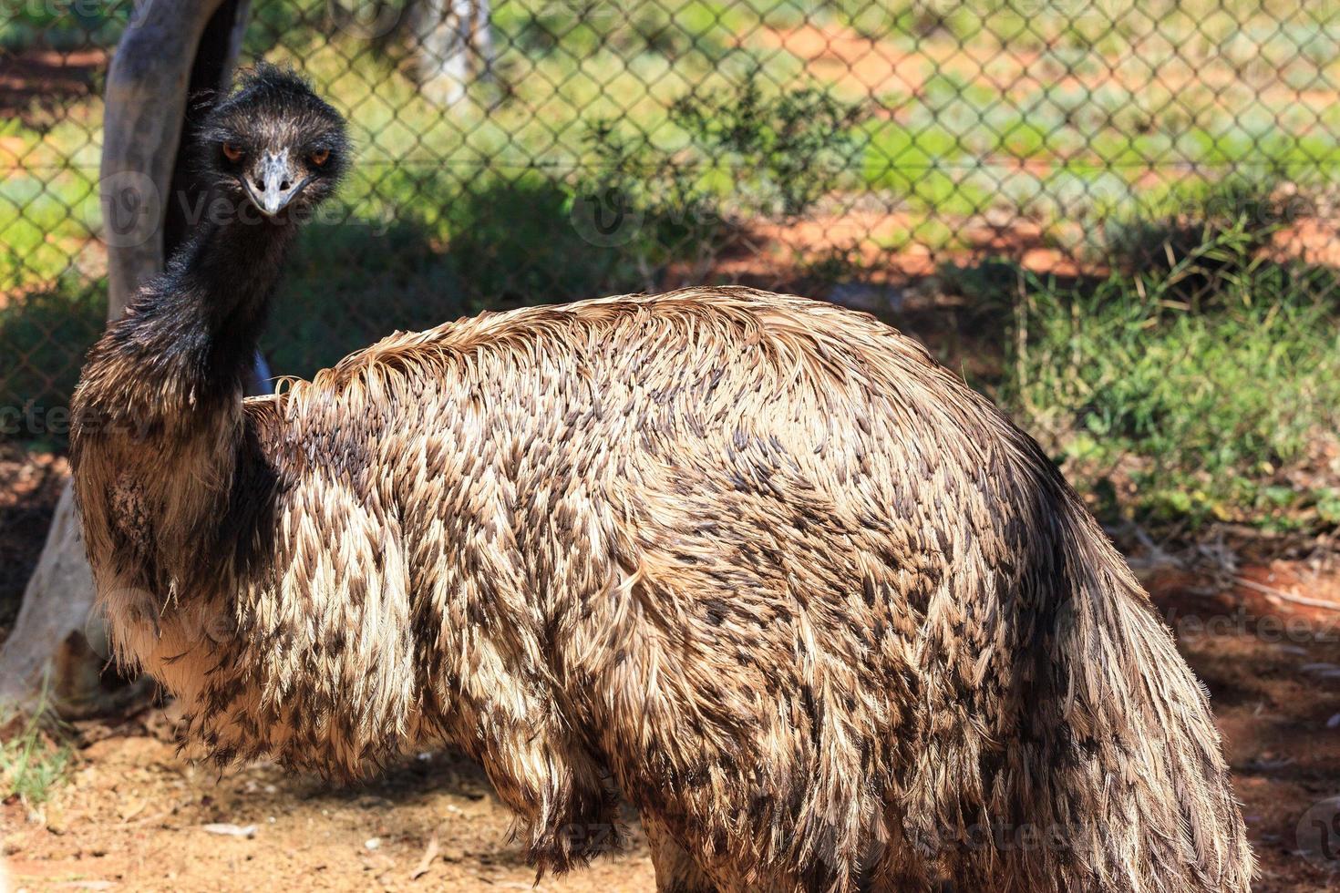 Emu Dromaius Novaehollandiae Nordterritorium Australien foto