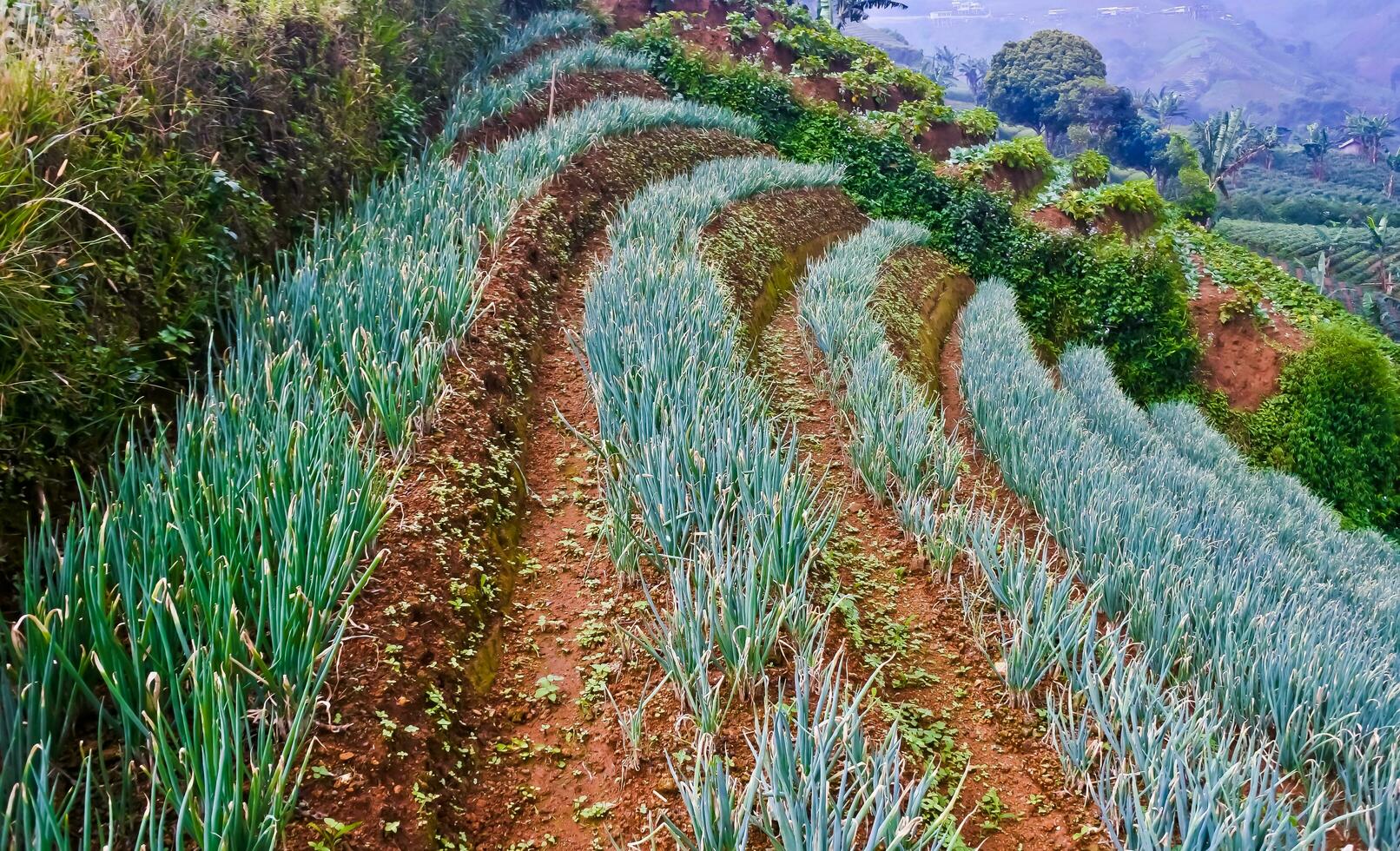 schön Aussicht von terrassiert Gemüse Plantage, Majalengka, Westen Java, Indonesien foto