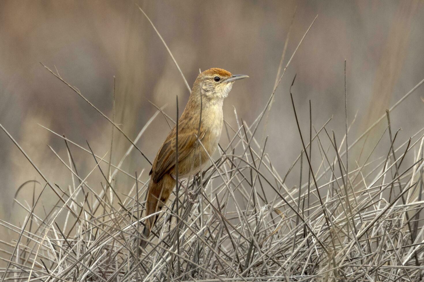 Spinifexvogel im Australien foto