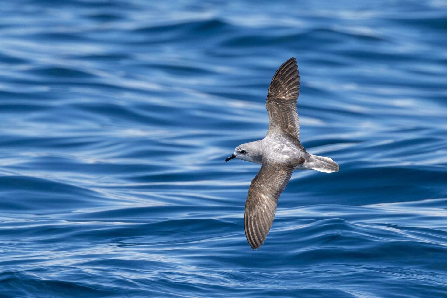 Koch Sturmvogel im Australien foto