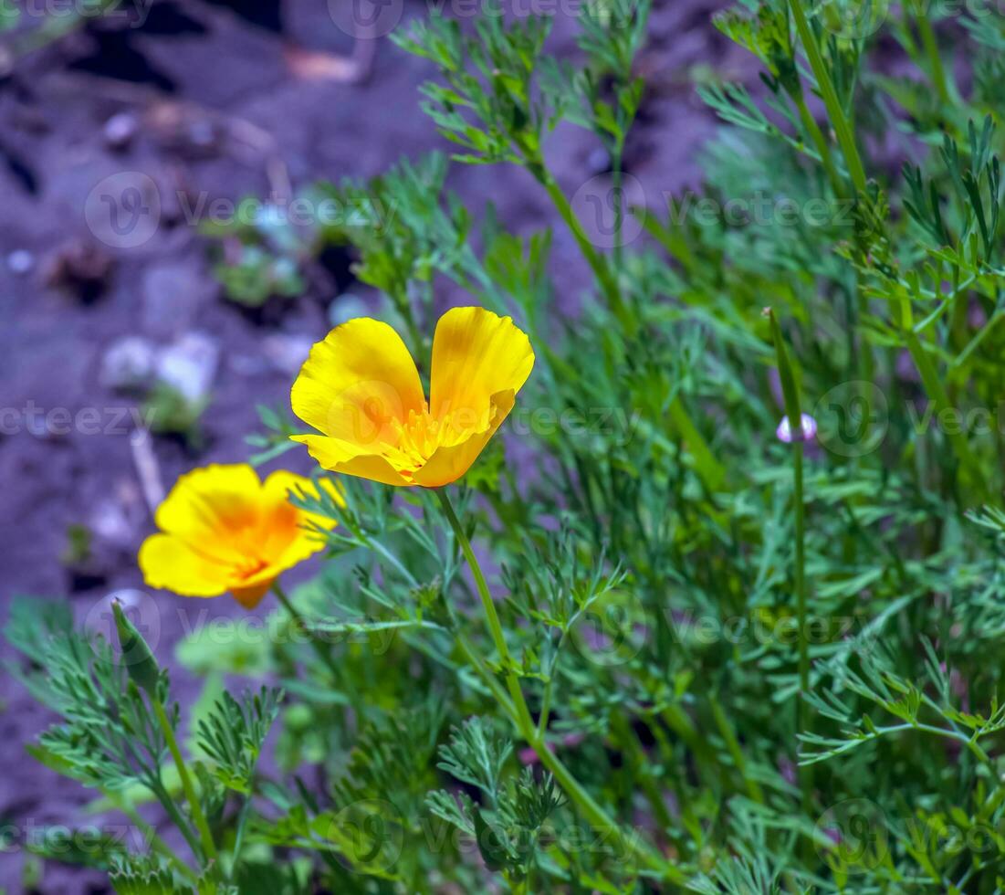 Orange Blume Kalifornien Mohn, oder golden Mohn, Tasse von Gold. es ist Latein Name ist Eschscholzia Kalifornien, einheimisch zu das uns und Mexiko. foto