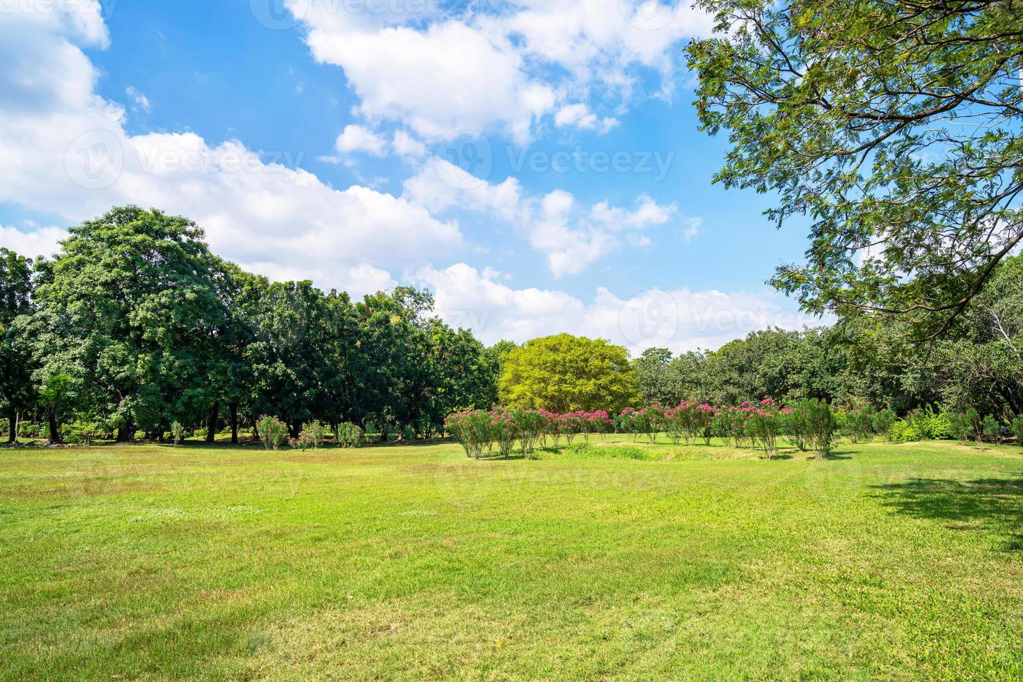 grüne Bäume im schönen Park unter blauem Himmel foto