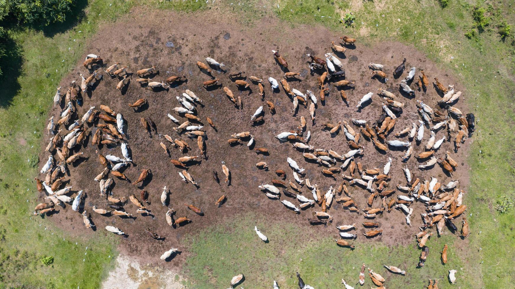 Luftaufnahme von Kühen, Blick vom Drohnenflug über die Weide in der Landschaft foto