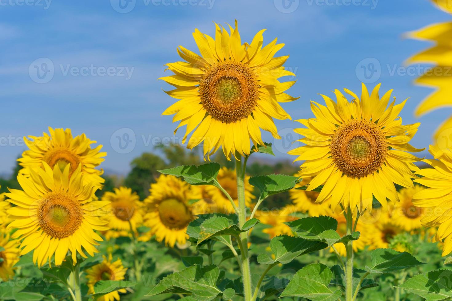 blühende Sonnenblumen auf natürlichem Hintergrund foto