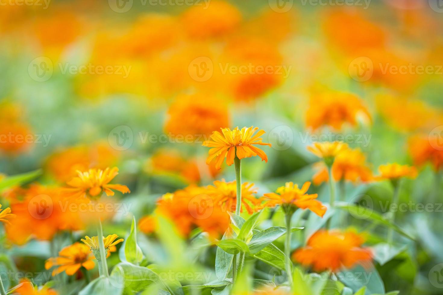 Nahaufnahme von Orangenblüte im Garten foto