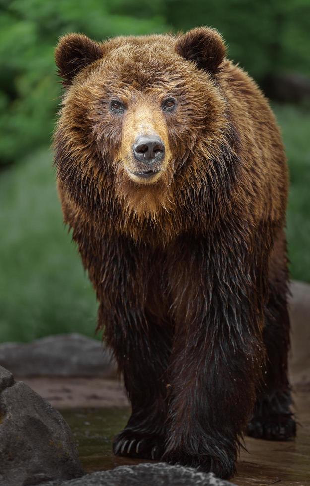 Kamtschatka Braunbär foto