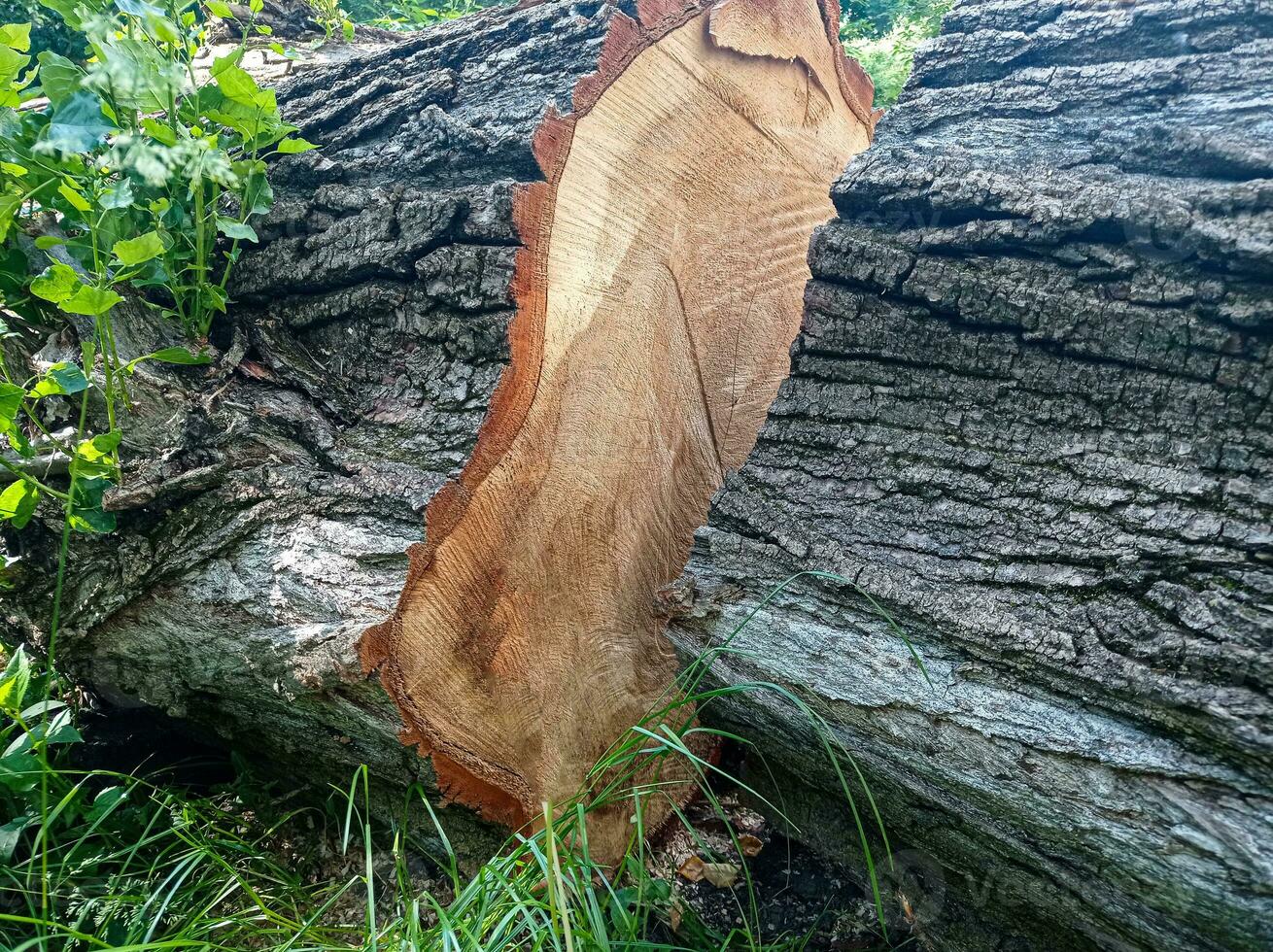 Stümpfe von ein Schnitt alt Baum foto