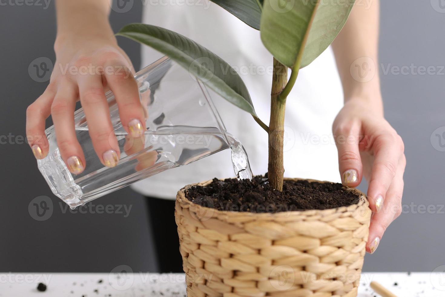 Frau, die Ficus benjamina drinnen gießt, Nahaufnahme. Heimpflanze foto