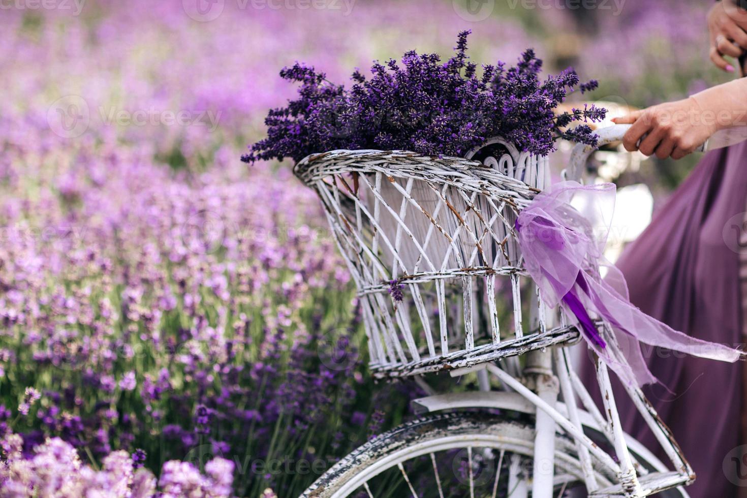 ein Strauß Lavendel in einem Korb auf einem Fahrrad in einem Lavendelfeld ein Mädchen mit einer Velispette ohne Gesicht, das im Sommer Lavendel sammelt foto