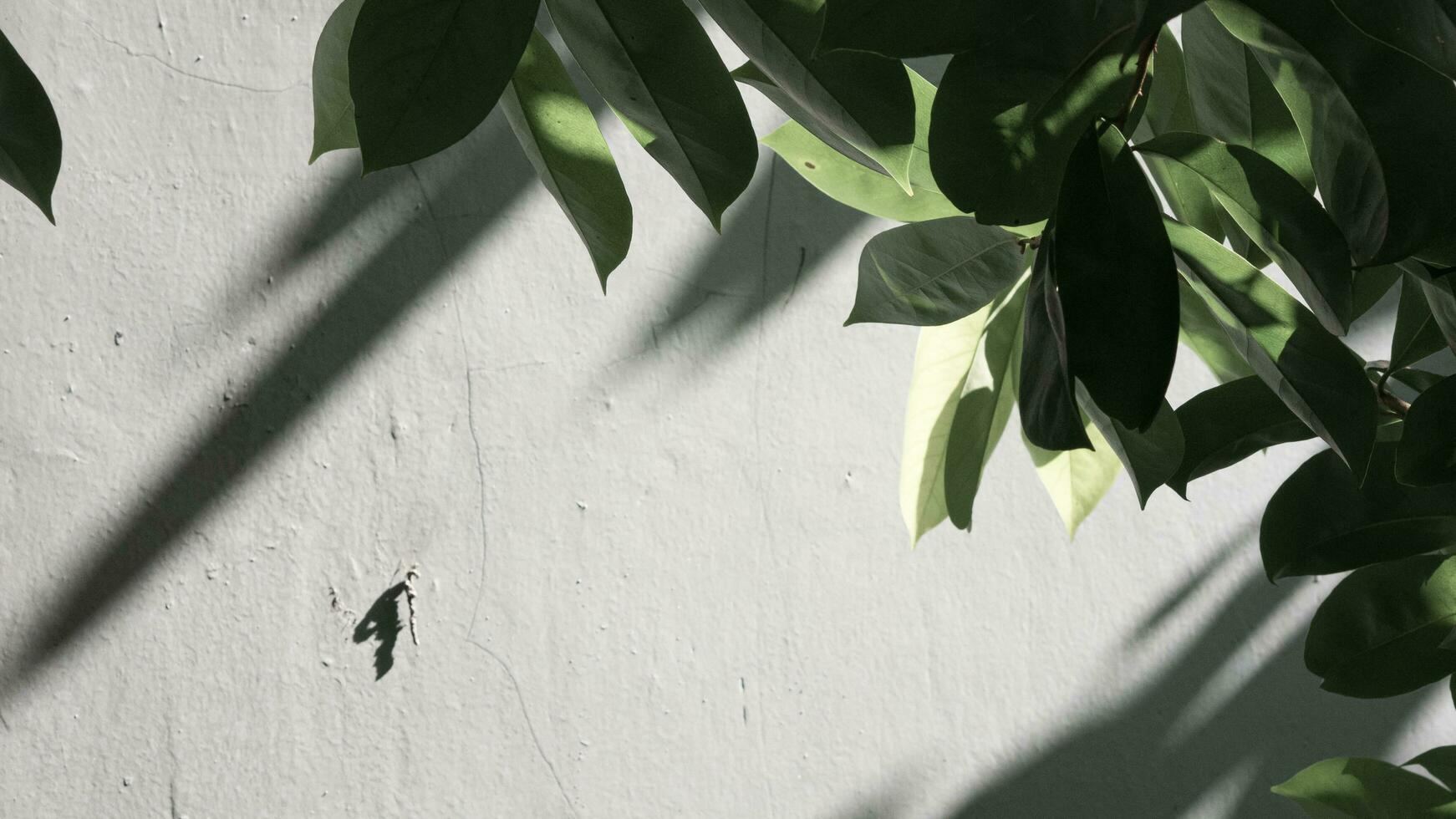 Grün Pflanze neben grau Wand, minimalistisch Konzept produziert Schatten auf das Mauer foto