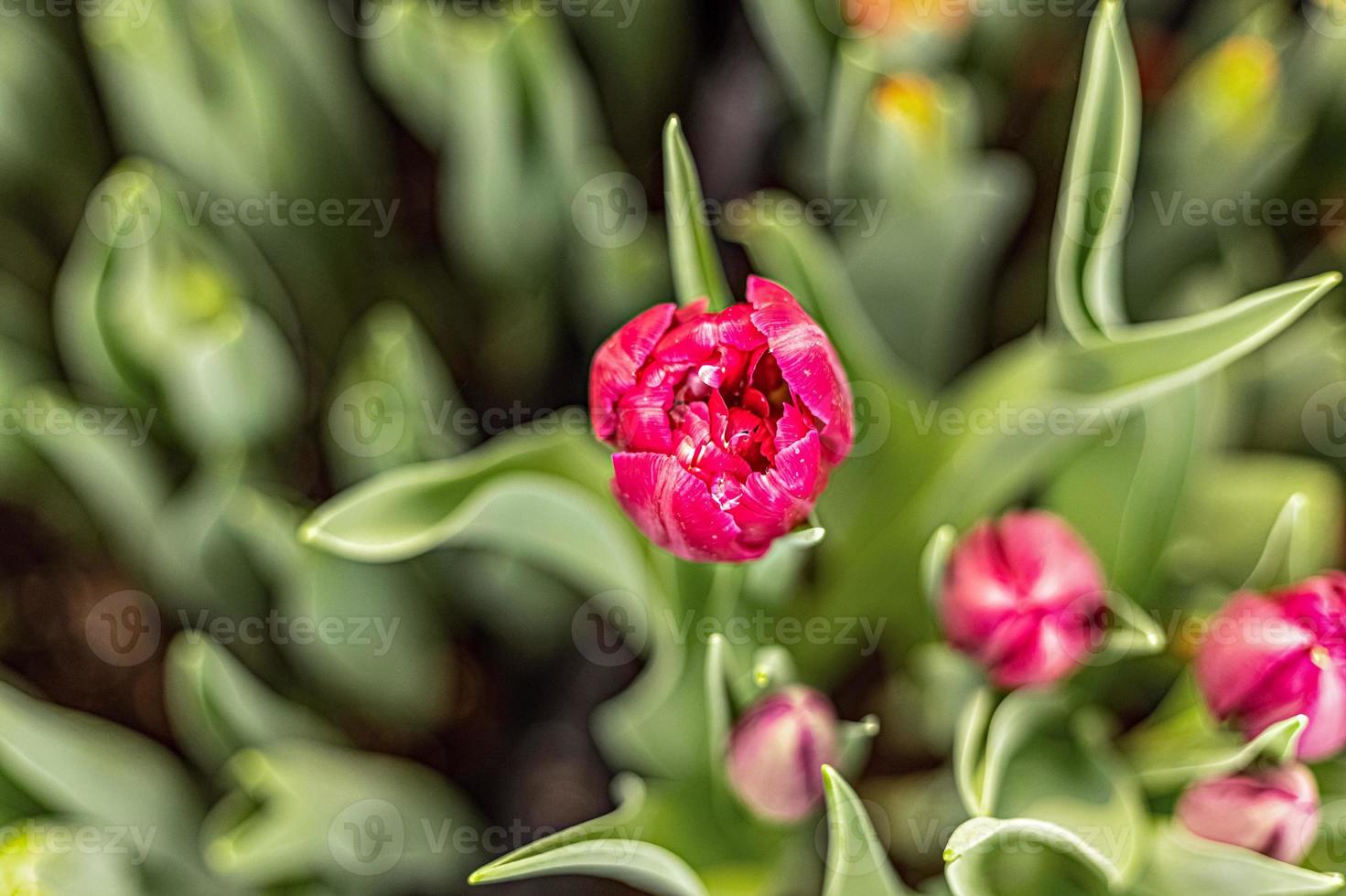 rosa Tulpe auf einem Blumenbeet im Garten. Frühling. Blühen. foto