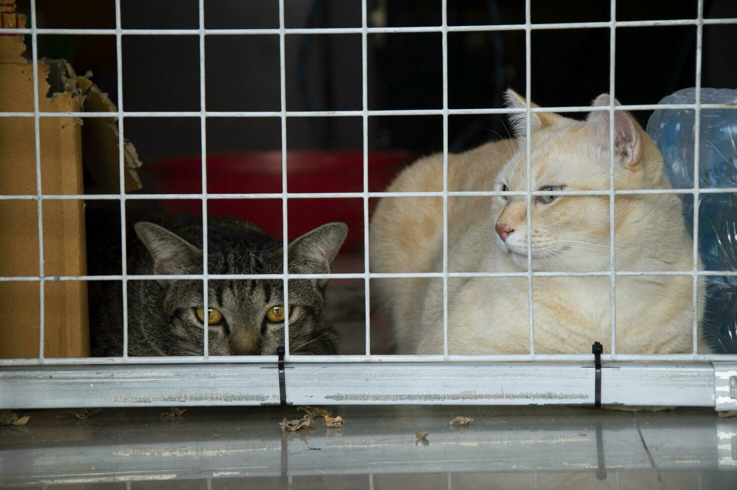 zwei thailändisch Katzen Lüge hinter das Barrikaden. diese ist erledigt zu verhindern entkommt welche werden behalten Sie sicher. foto