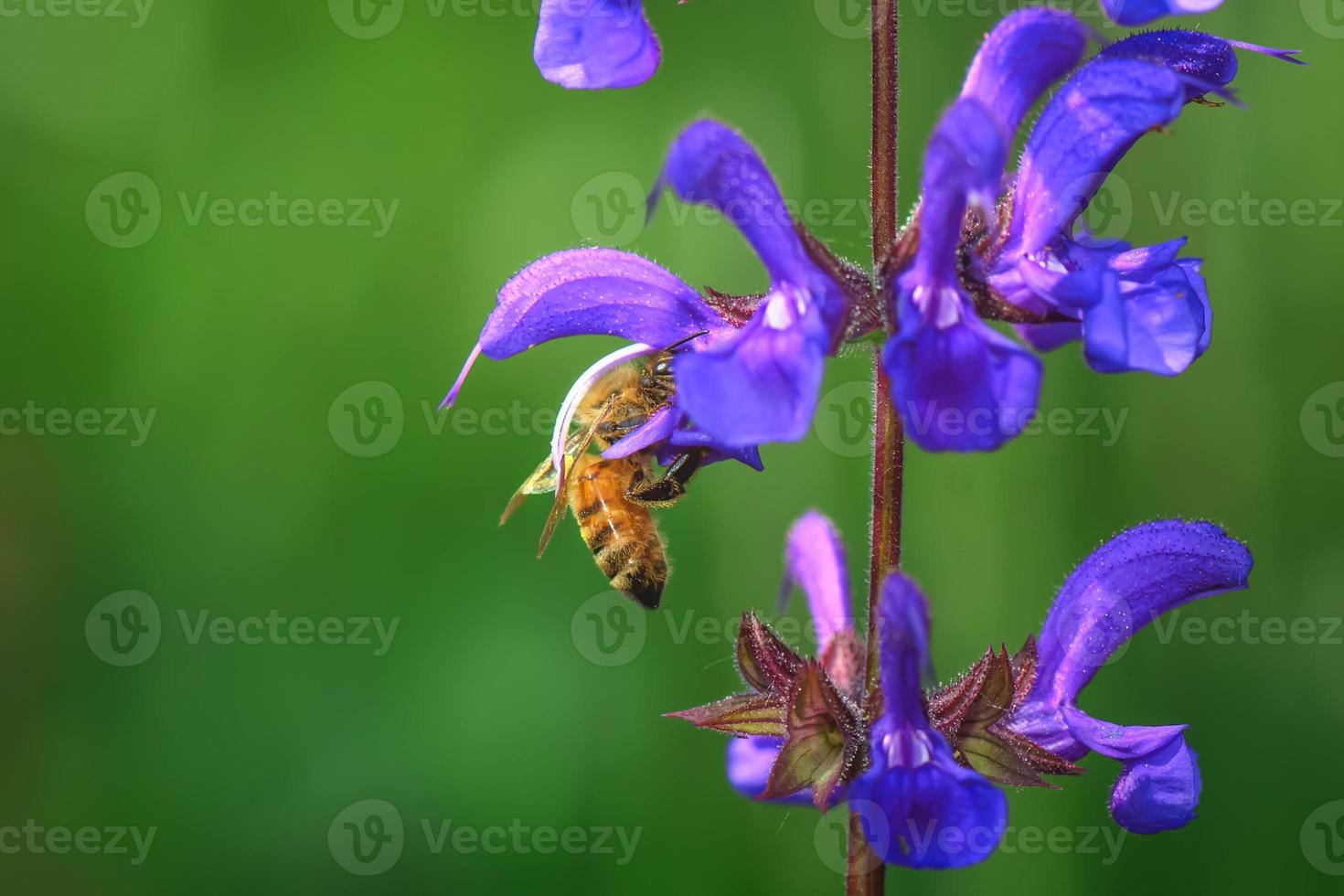 Biene saugt Nektar aus der Blume Salvia Pratensis foto