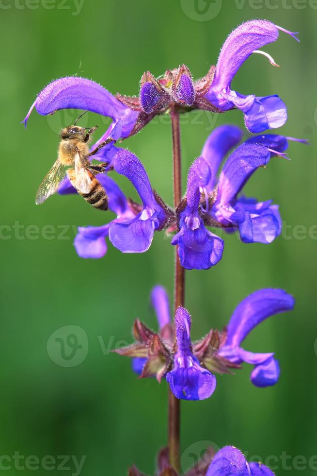 Salvia Pratensis-Blume und eine Biene, die den Nektar saugt foto