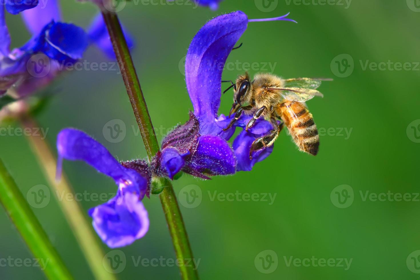 Biene, um an einer Salvia Pratensis-Blume zu arbeiten foto