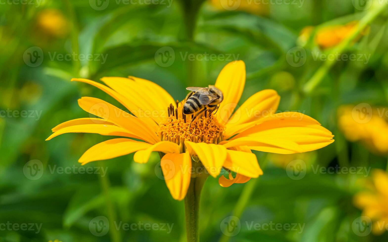 schöne wilde Blume geflügelte Biene auf der Hintergrundlaubwiese foto