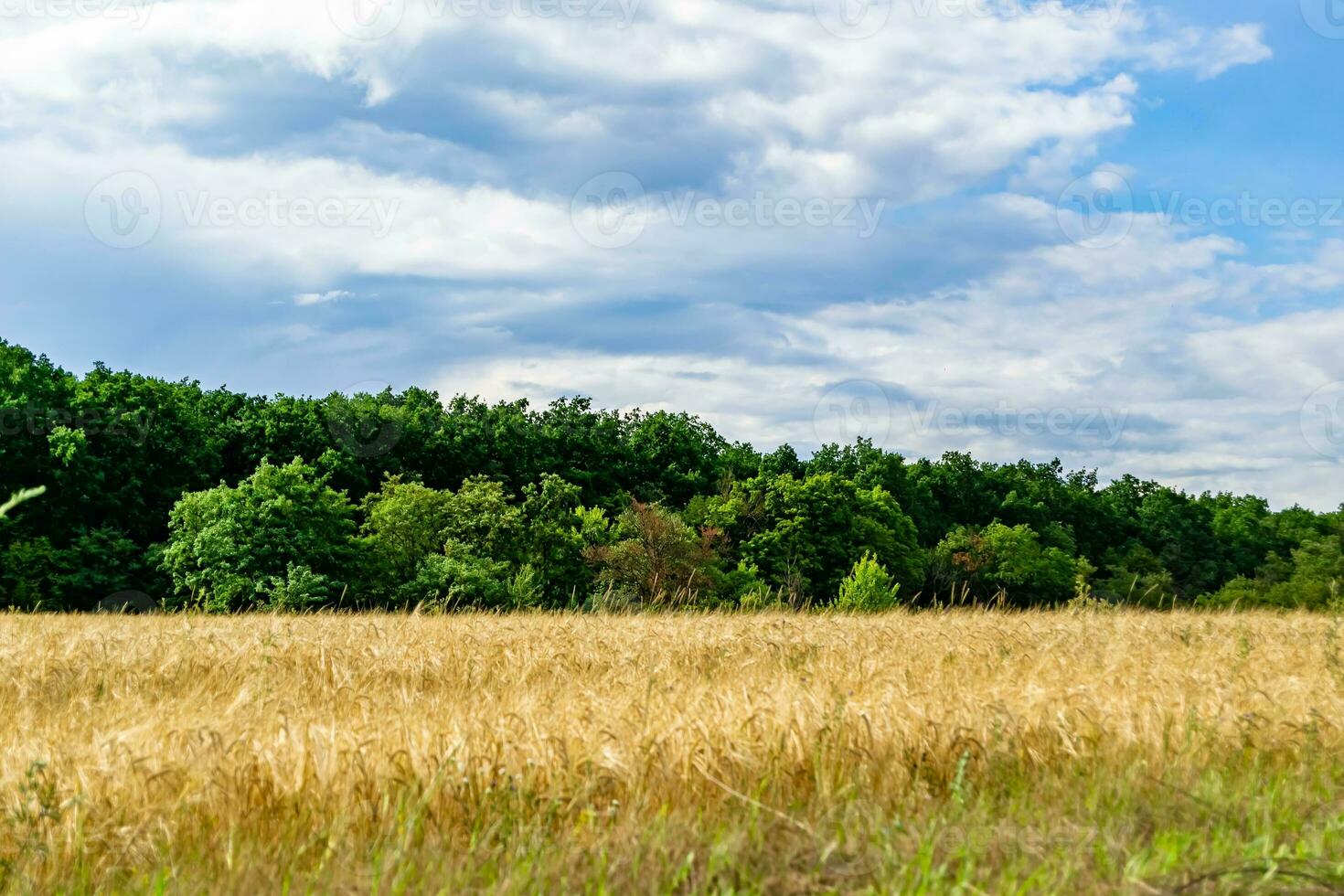 schöne horizontlandschaft in der dorfwiese auf natürlichem farbhintergrund foto