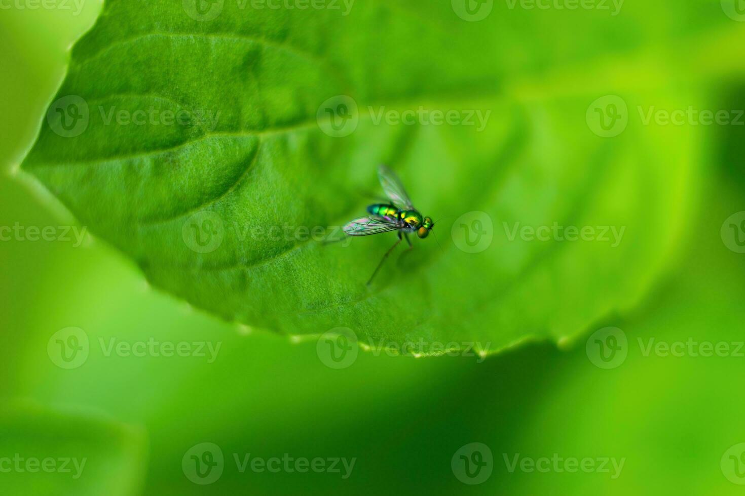 ein fliegen auf ein Grün Blatt foto