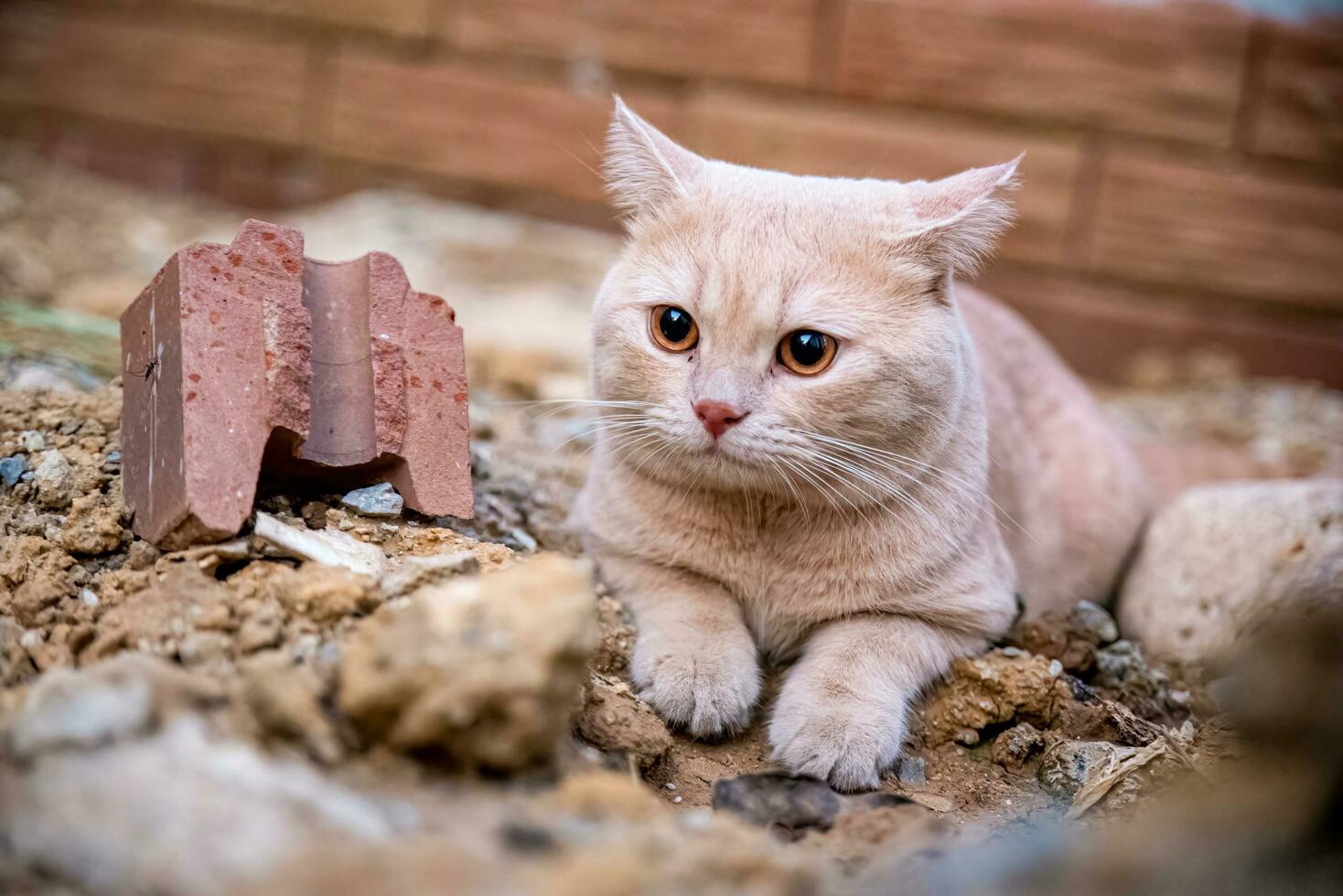 das Katze Lügen auf das Boden während das Abend drinnen. unfruchtbar Boden foto