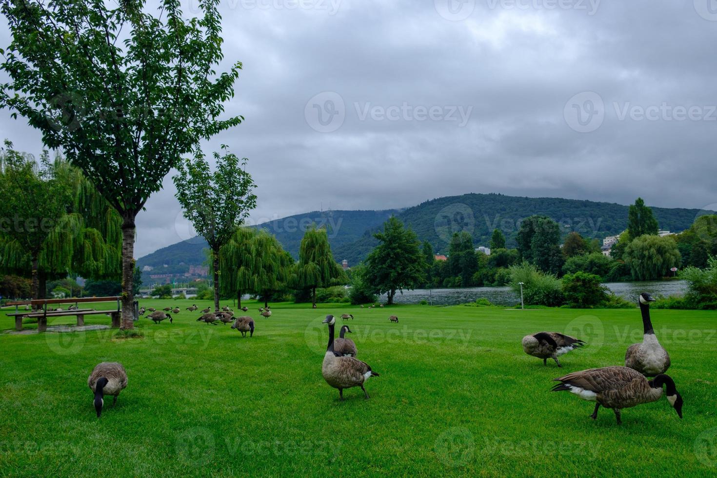 Kanadagänse branta canadensis grasen im park neckarwiese, heidelberg, deutschland foto