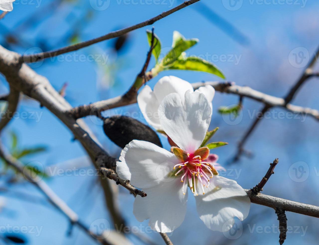 Mandelbaum rosa-weiße Blüte gegen blauen Himmel. foto