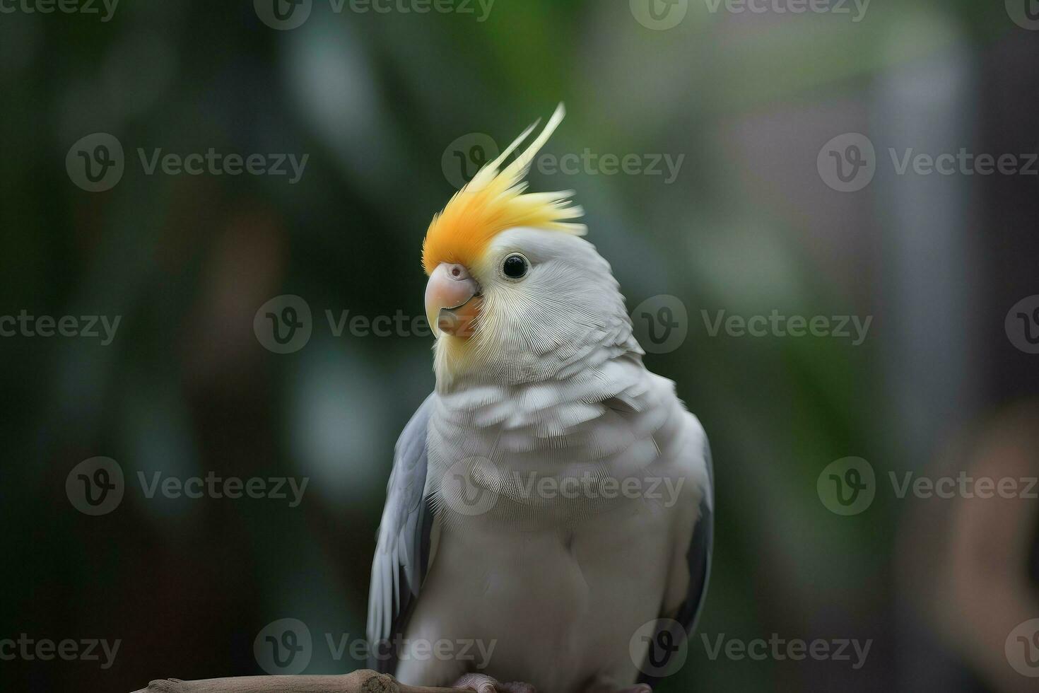 Nymphensittich Vogel Sitzung. generieren ai foto